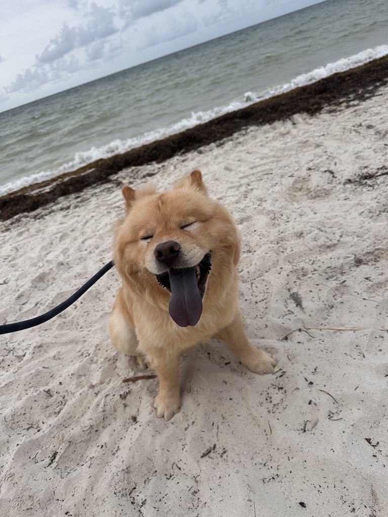 Enlarge Luca, a Adopted Chow Chow in Valrico, FL image 1/3