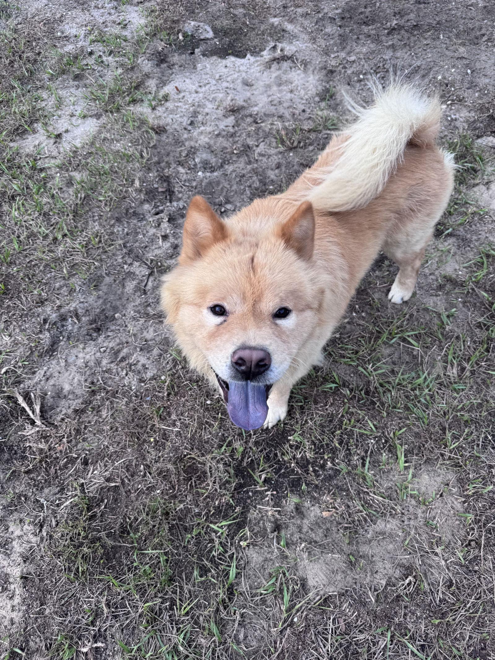 Enlarge Luca, a Adopted Chow Chow in Valrico, FL image 2/3