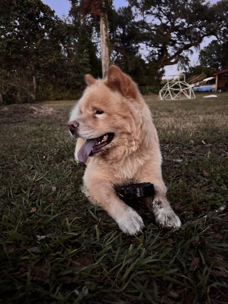 Enlarge Luca, a Adopted Chow Chow in Valrico, FL image 3/3