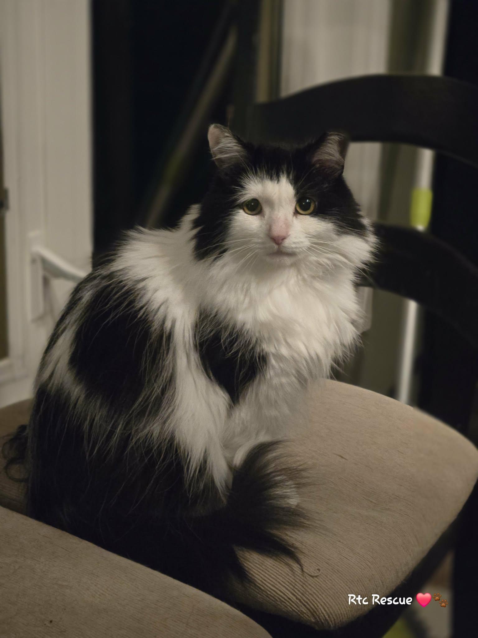 Enlarge Spring, an adopted Domestic Long Hair in Shakespeare, ON image 2/5