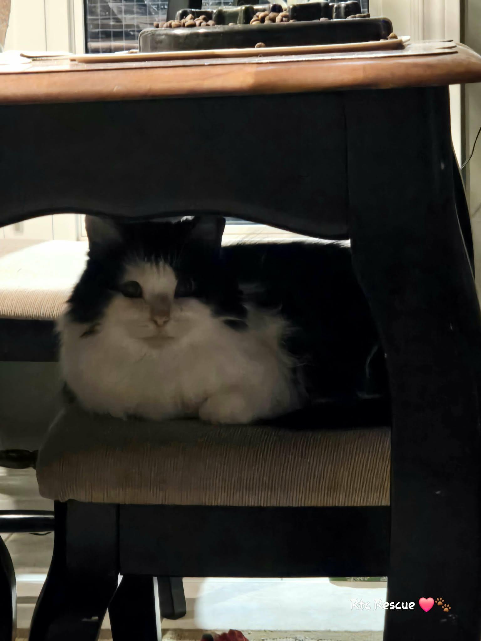 Enlarge Spring, an adopted Domestic Long Hair in Shakespeare, ON image 5/5