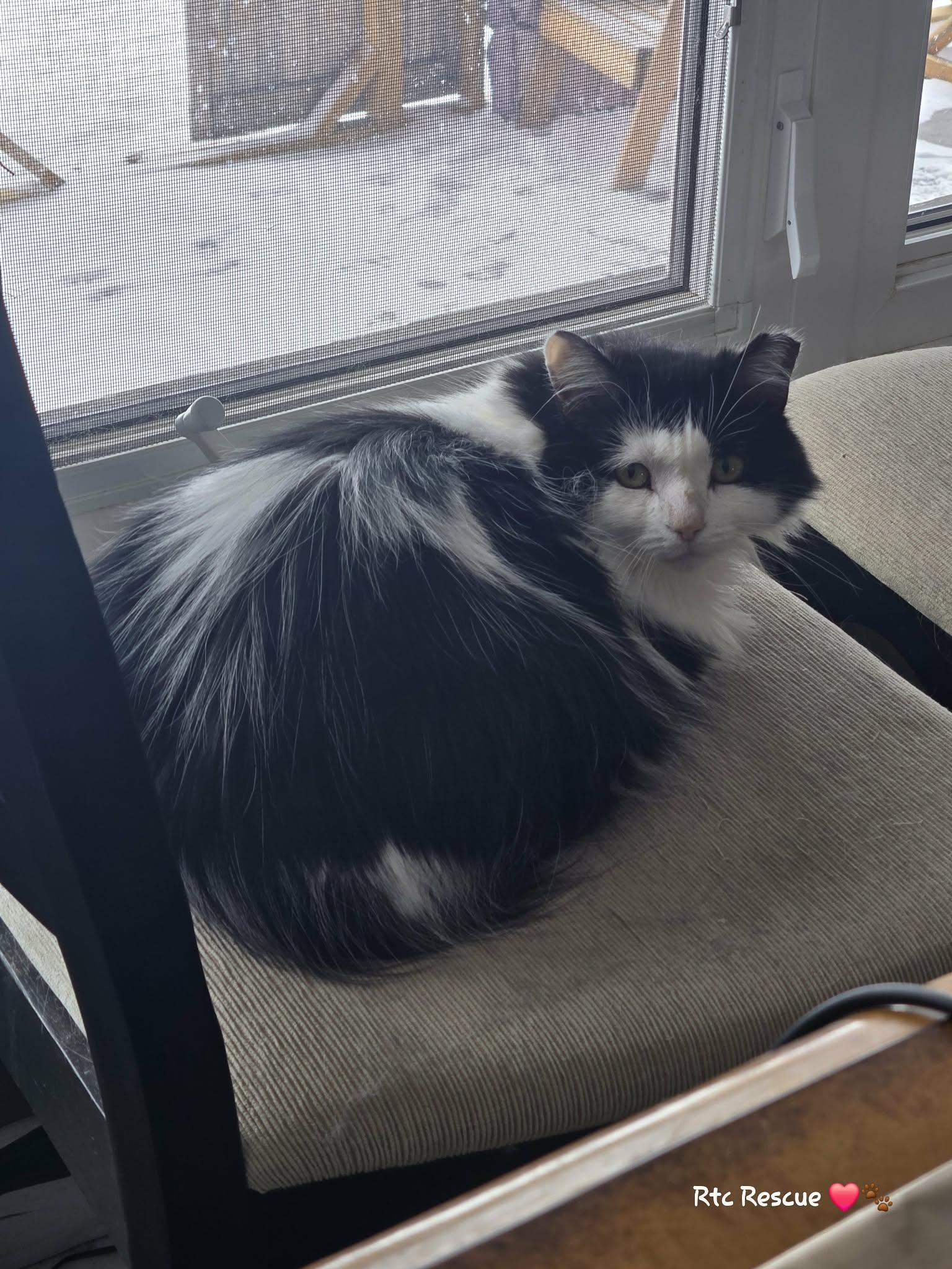 Enlarge Spring, an adopted Domestic Long Hair in Shakespeare, ON image 4/5