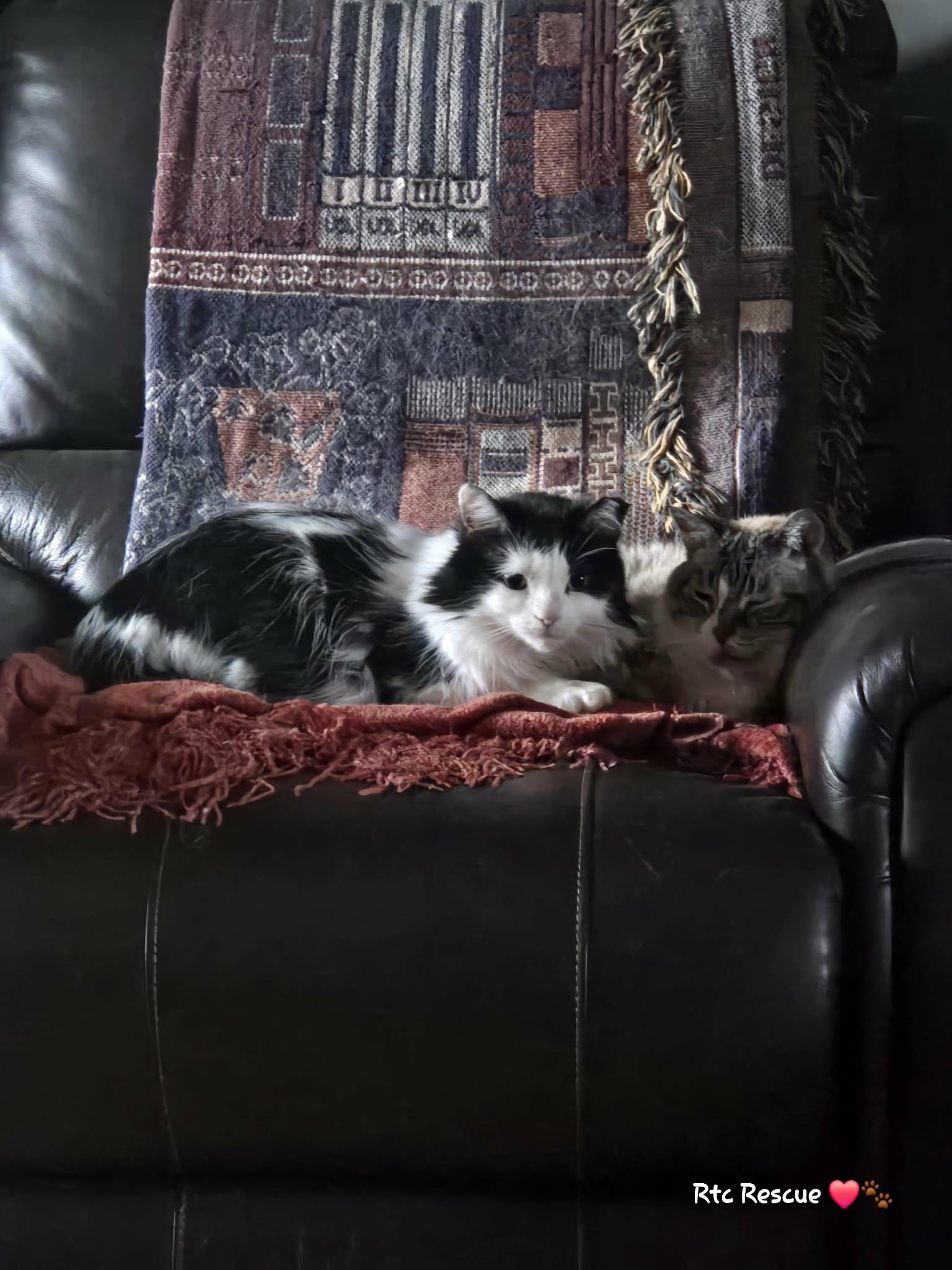 Enlarge Spring, an adopted Domestic Long Hair in Shakespeare, ON image 3/5