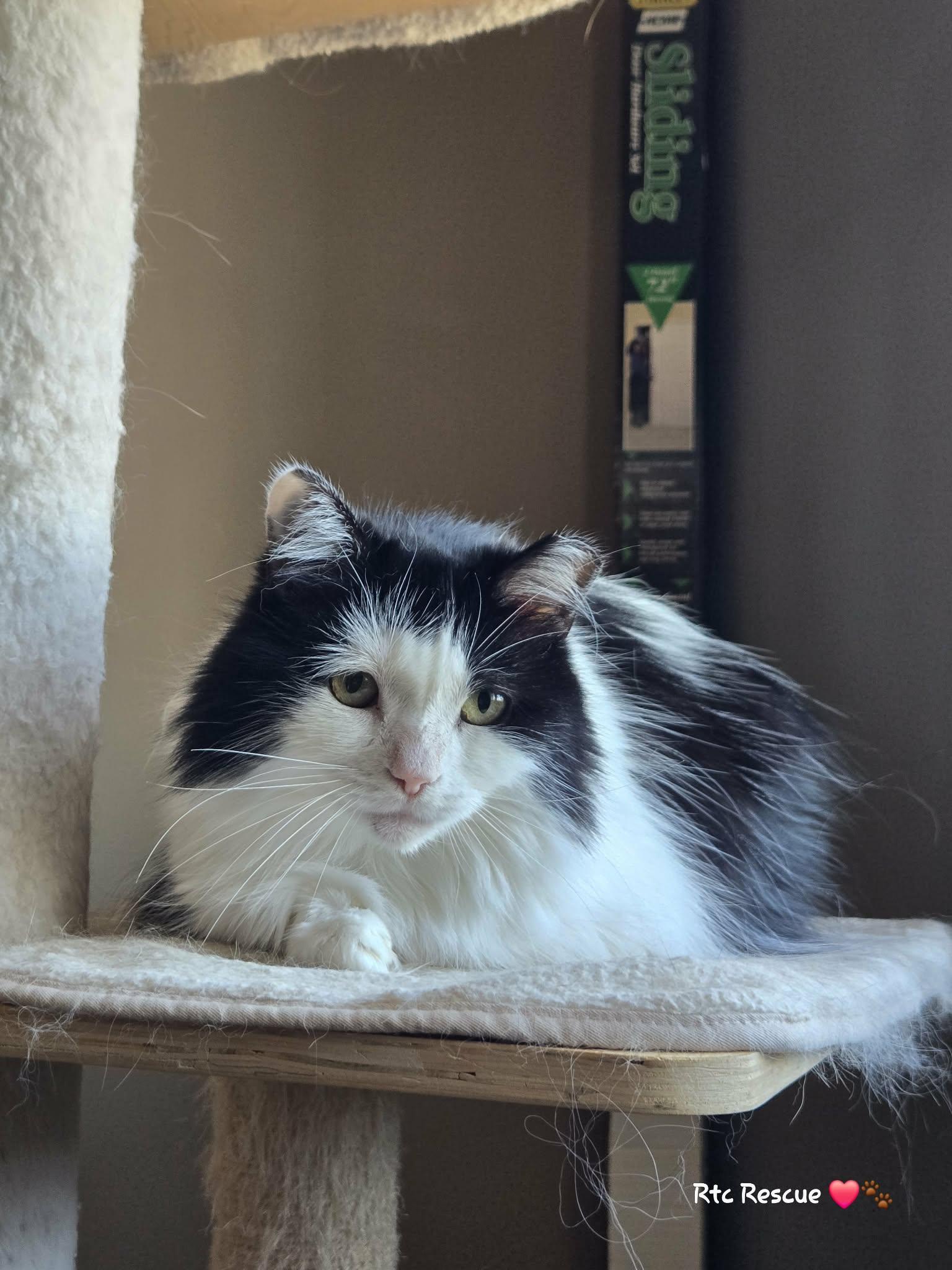 Enlarge Spring, an adopted Domestic Long Hair in Shakespeare, ON image 1/5