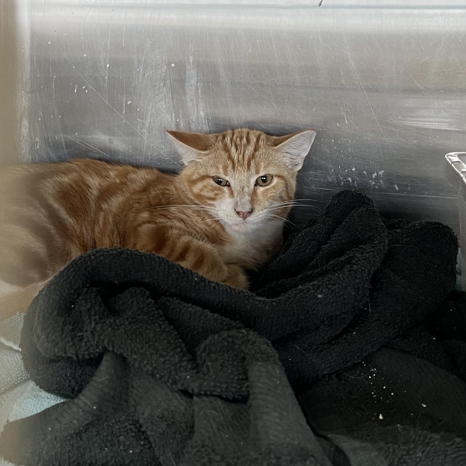 Hot Cheeto, Adoptable, Young Male Domestic Short Hair.