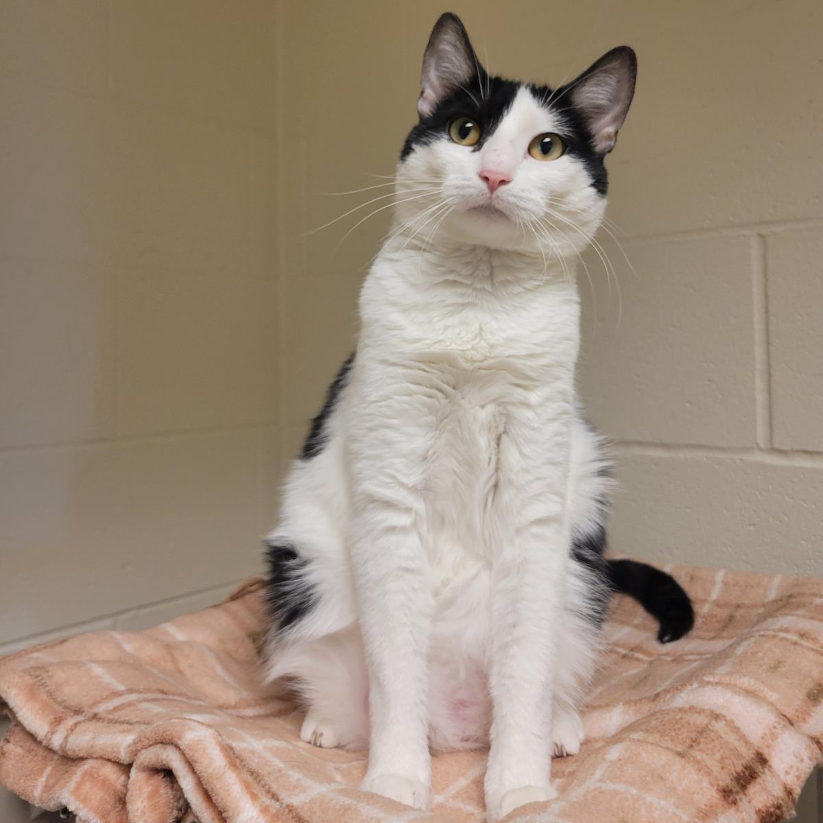 Honeycomb, Adoptable, Young Female Domestic Short Hair.