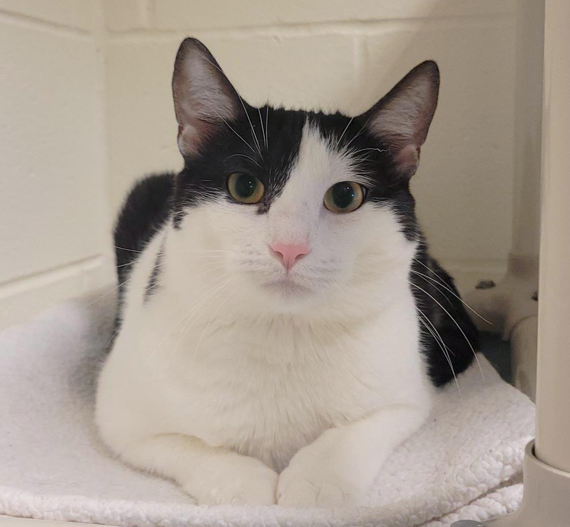 Enlarge Honeycomb, a Adoptable Domestic Short Hair in Plover, WI image 2/3