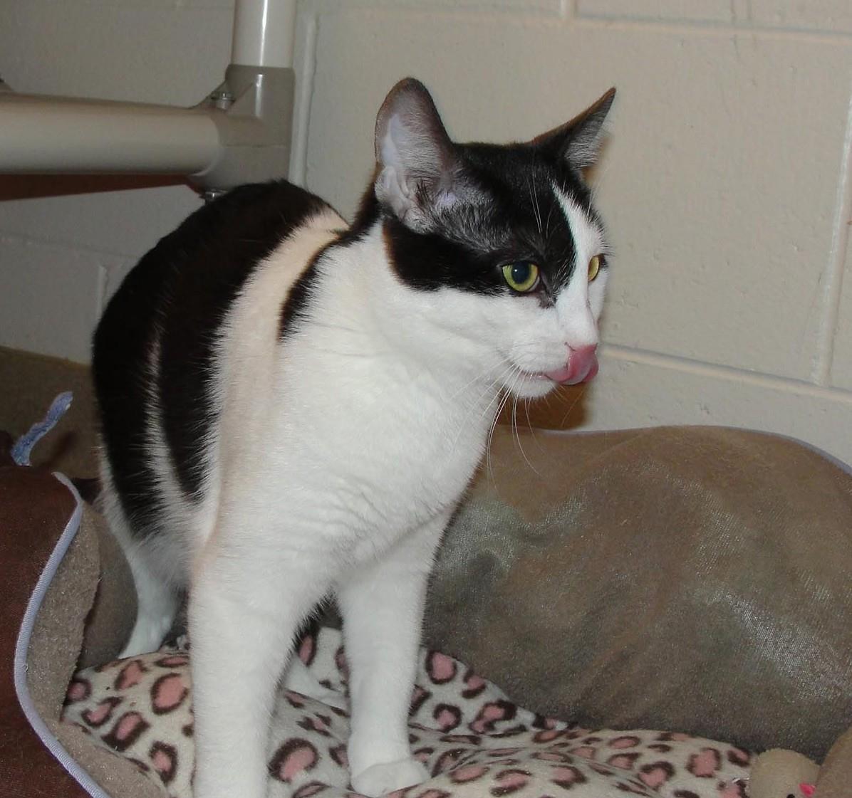 Enlarge Honeycomb, a Adoptable Domestic Short Hair in Plover, WI image 3/3