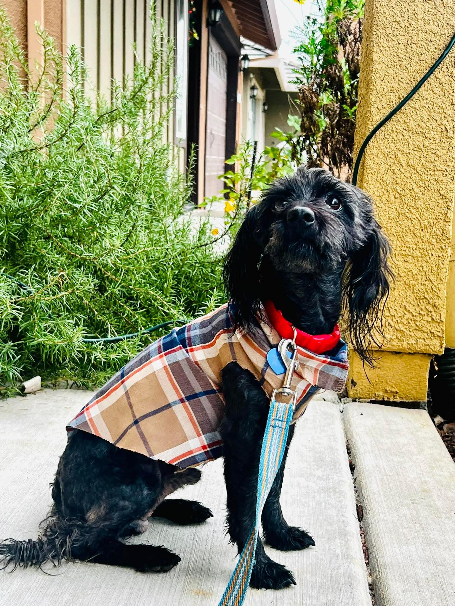 Enlarge 25Bossa Nova, a ADOPTABLE Mixed Breed in Shingle Springs, CA image 2/2