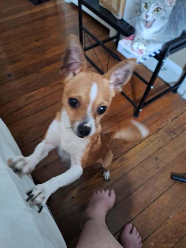 Trouble - Small, Adoptable, Young Male Chihuahua.