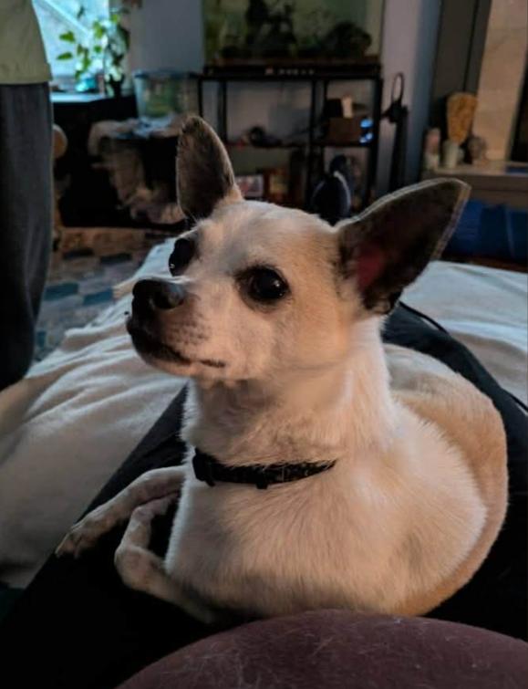 Phoenix, an adopted Chihuahua in Eutawville, SC image 3/6