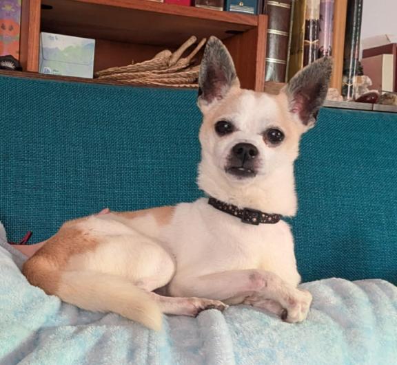 Phoenix, adopted, Senior Male Chihuahua.