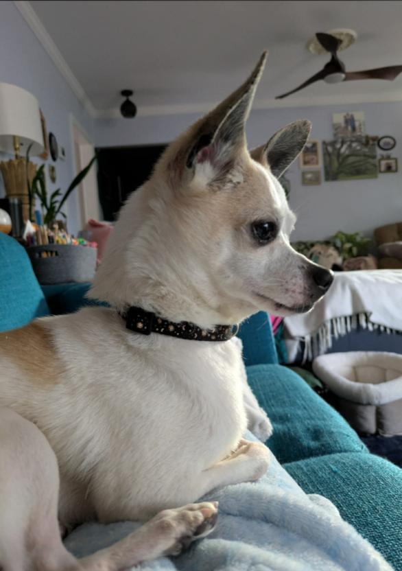 Phoenix, an adopted Chihuahua in Eutawville, SC image 4/6