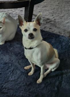 Phoenix, an adopted Chihuahua in Eutawville, SC image 2/6