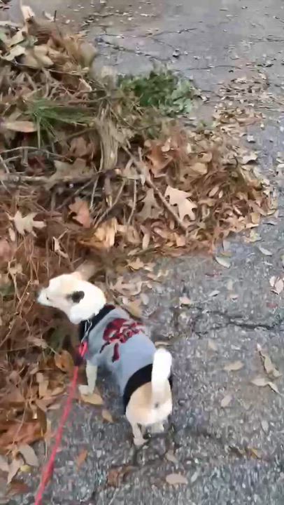 Enlarge Phoenix, an adopted Chihuahua in Eutawville, SC video 6/6