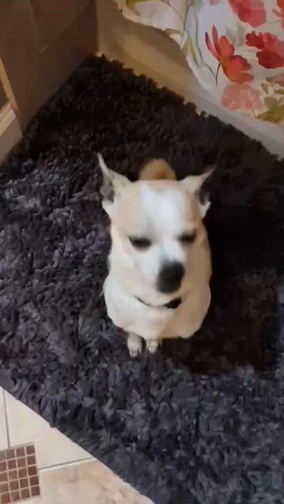 Enlarge Phoenix, an adopted Chihuahua in Eutawville, SC video 5/6