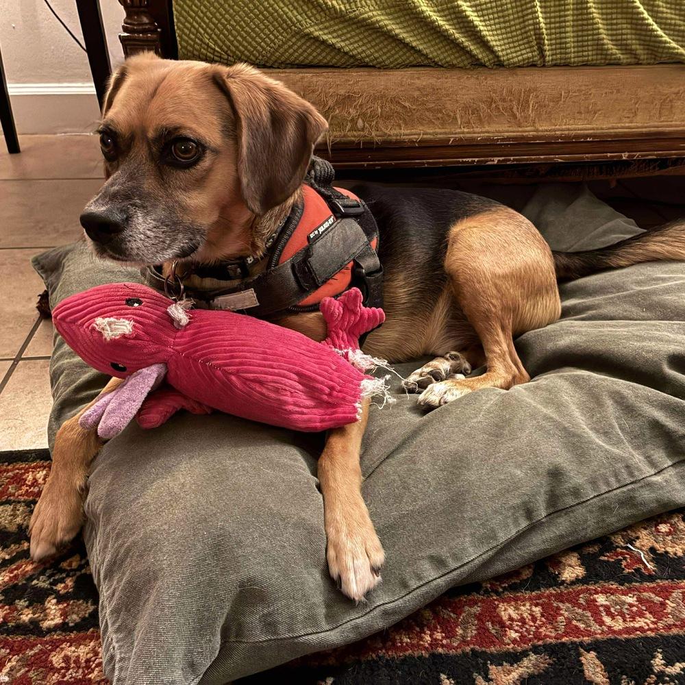 Norbert — thumbnail 2