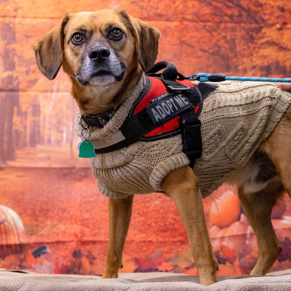 Norbert — thumbnail 3