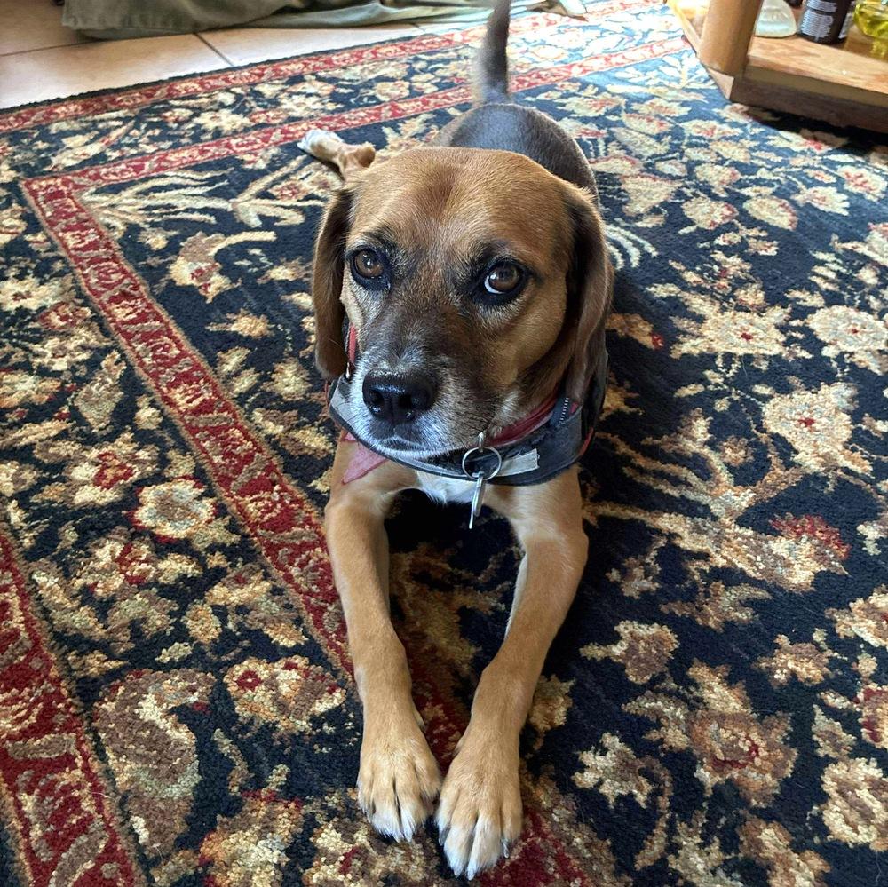 Norbert — thumbnail 4