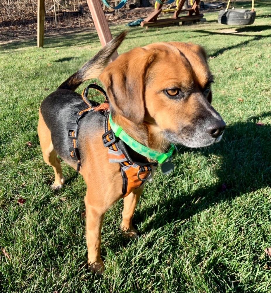 Norbert — thumbnail 5