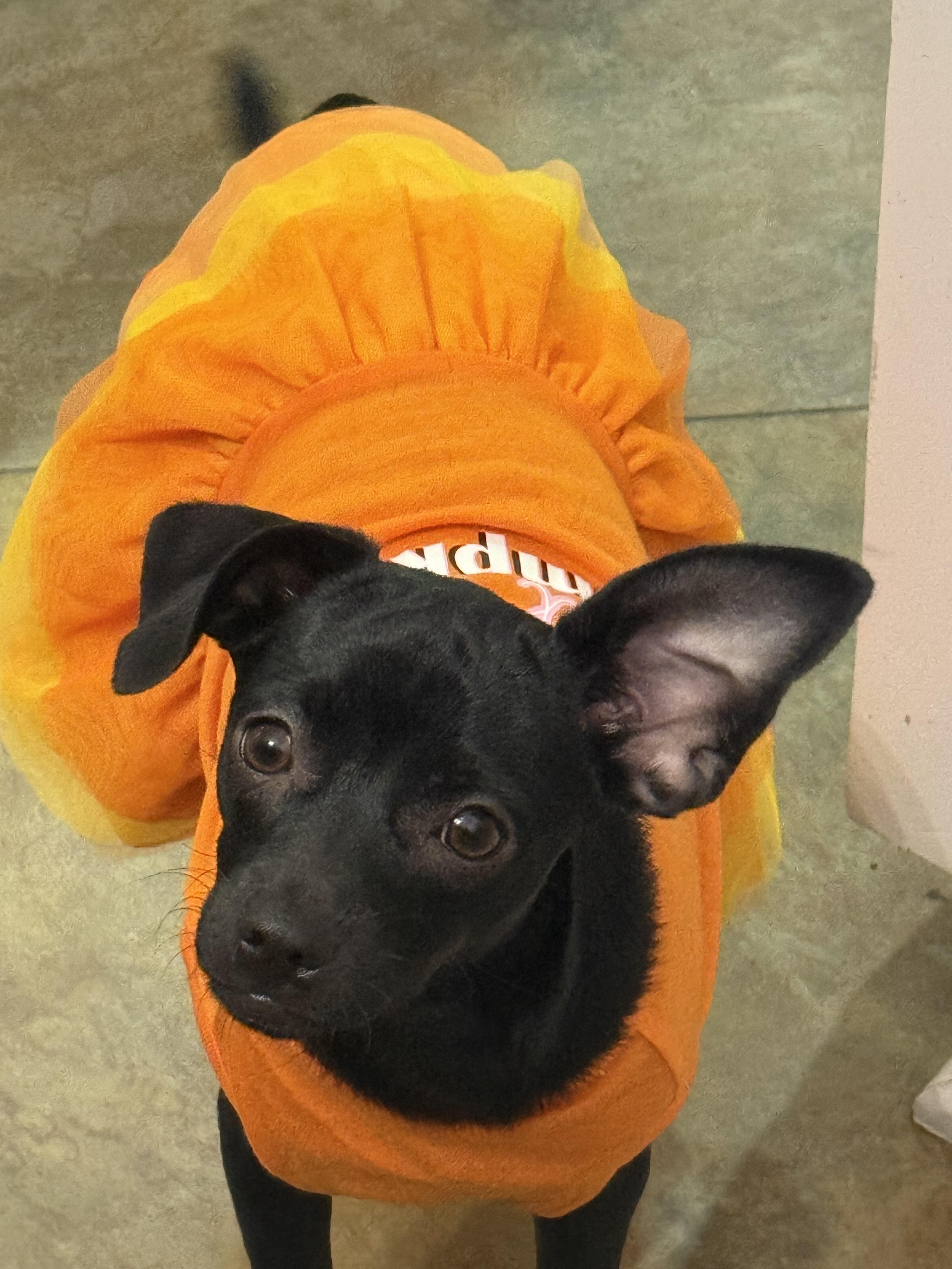 Enlarge Lady, a ADOPTABLE mixed breed in Oakley, CA image 3/4