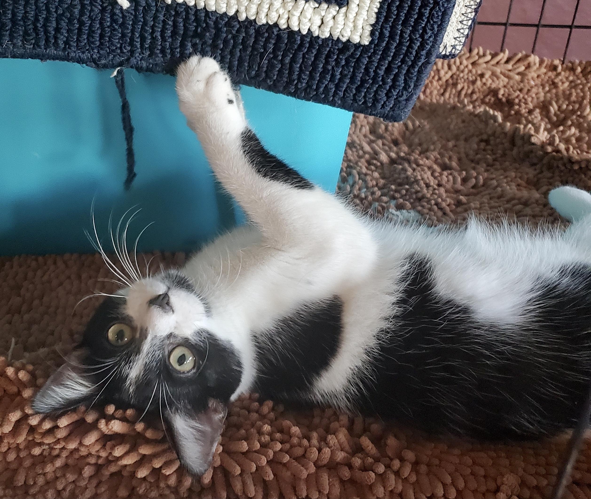 Enlarge Corey, a Adoptable Domestic Short Hair in St Petersburg, FL image 1/1
