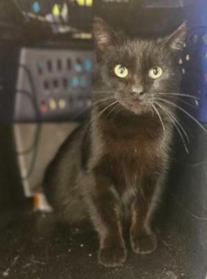 Enlarge Inka, a Adoptable mixed breed in Barron, WI image 1/1