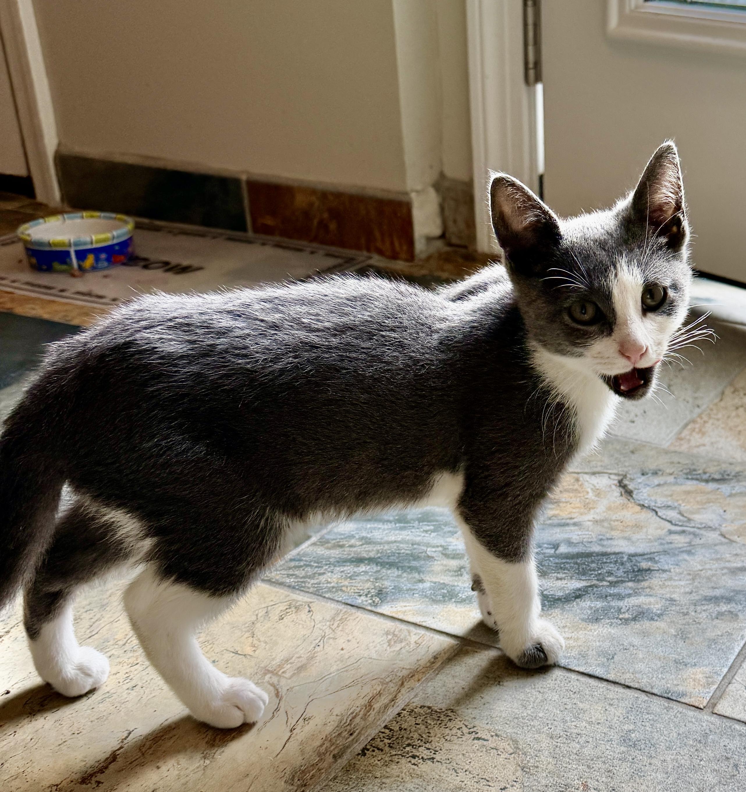 Enlarge Melvin, a Adoptable Domestic Short Hair in East Hanover, NJ image 3/3
