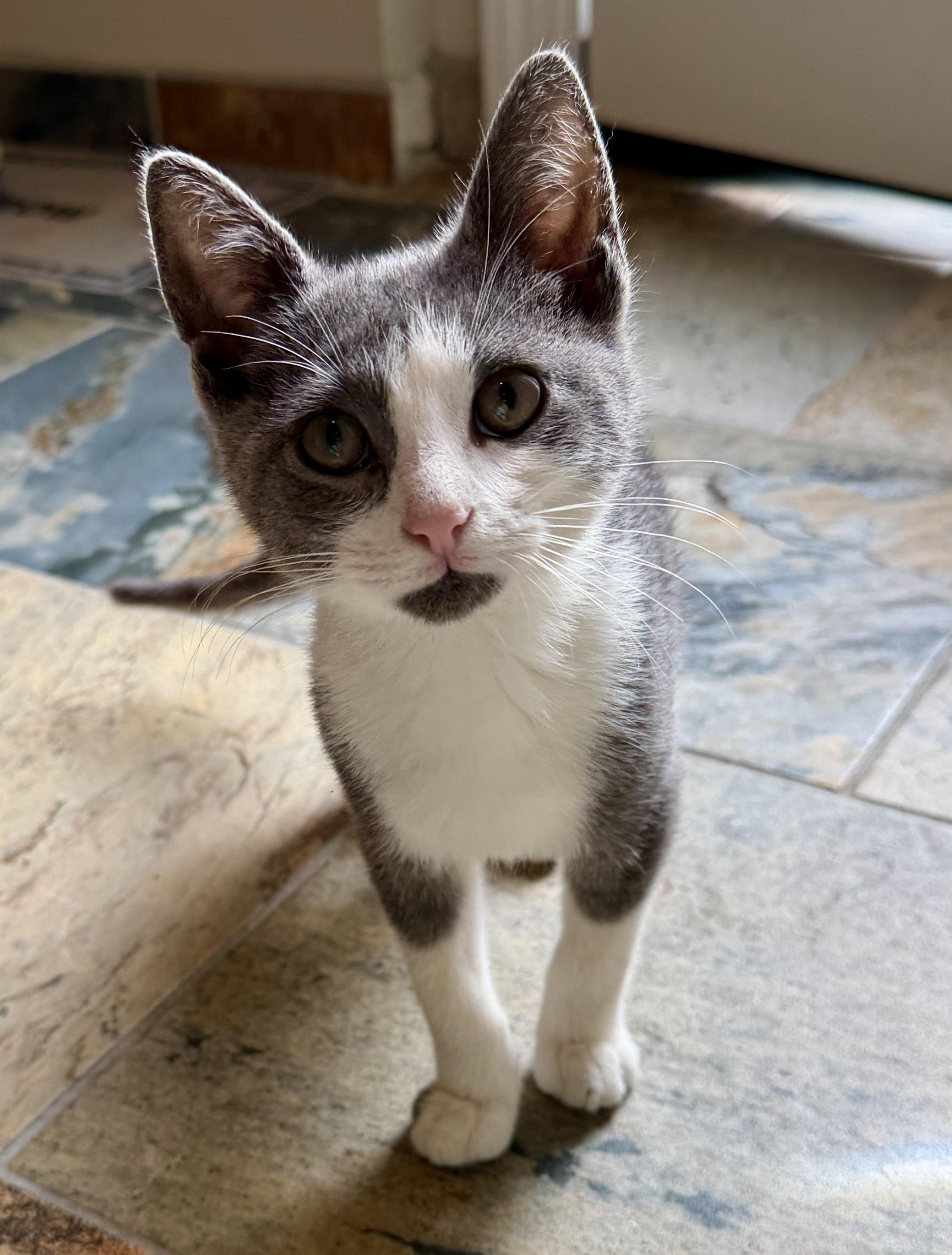 Melvin, Adoptable, Kitten Male Domestic Short Hair.