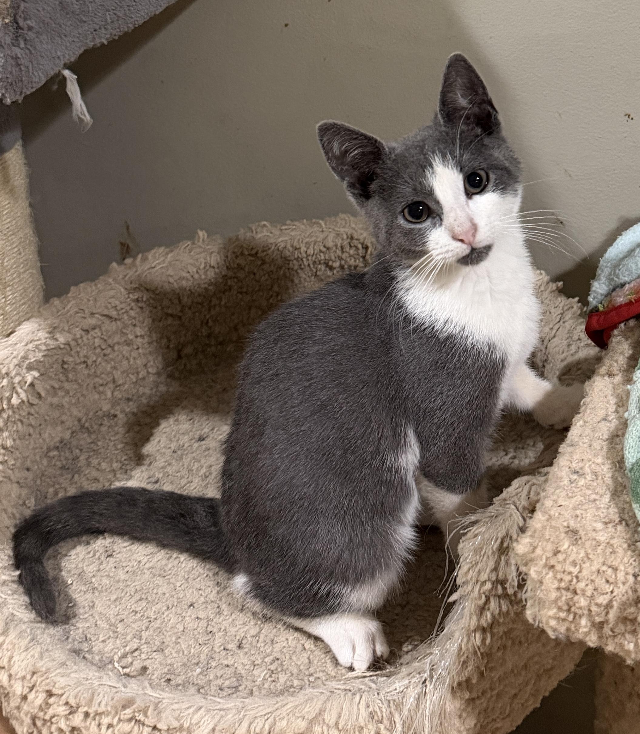 Enlarge Melvin, a Adoptable Domestic Short Hair in East Hanover, NJ image 1/3