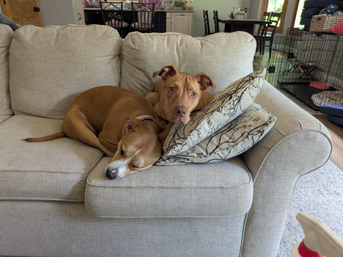 Enzo, a ADOPTABLE Pit Bull Terrier in Kansas City, MO image 3/5