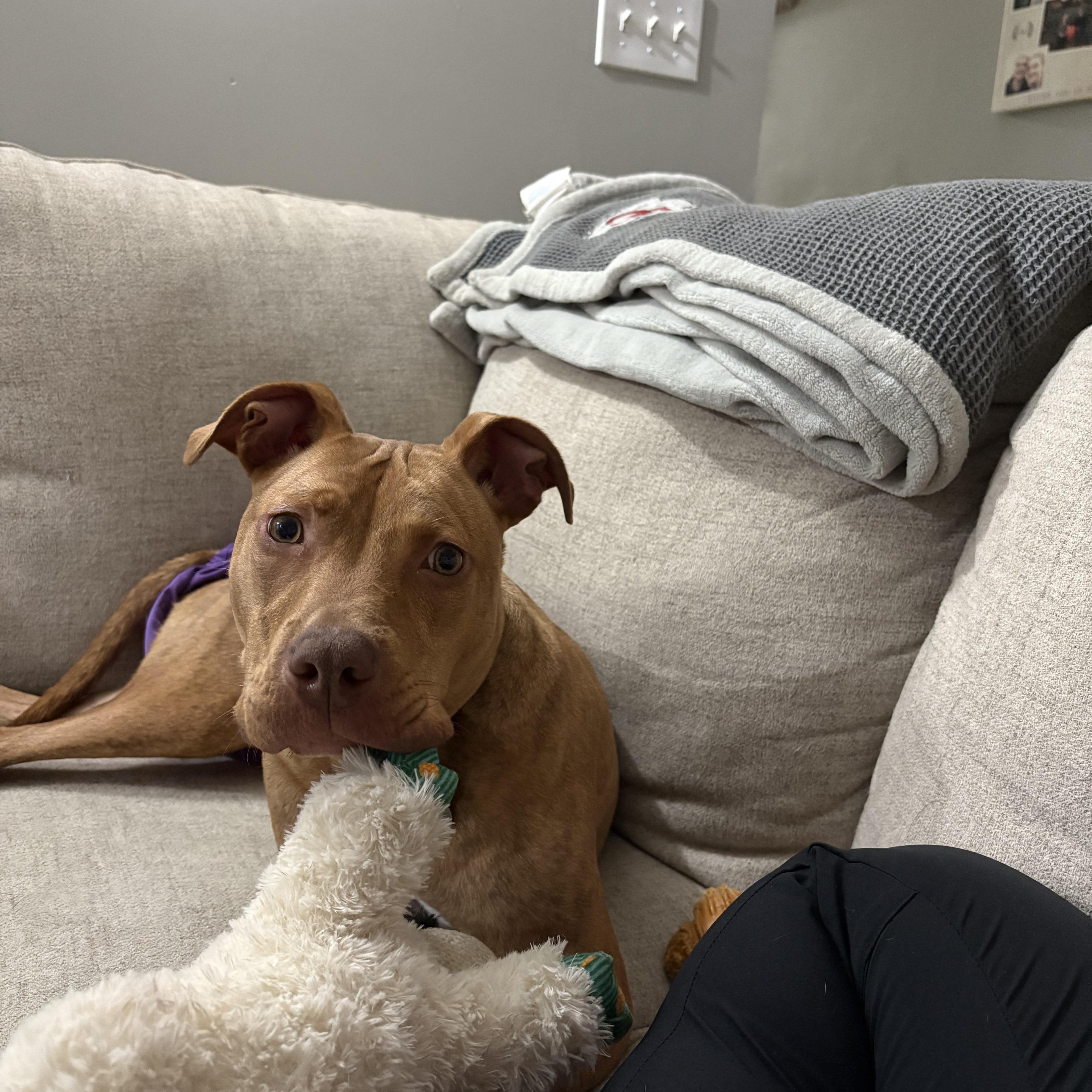 Enzo, a ADOPTABLE Pit Bull Terrier in Kansas City, MO image 4/5