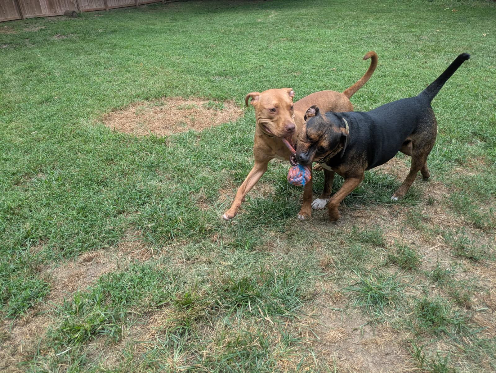 Enlarge Enzo, a ADOPTABLE Pit Bull Terrier in Kansas City, MO image 3/6