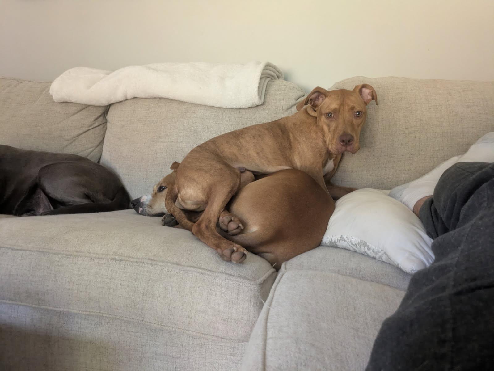 Enlarge Enzo, a ADOPTABLE Pit Bull Terrier in Kansas City, MO image 2/6