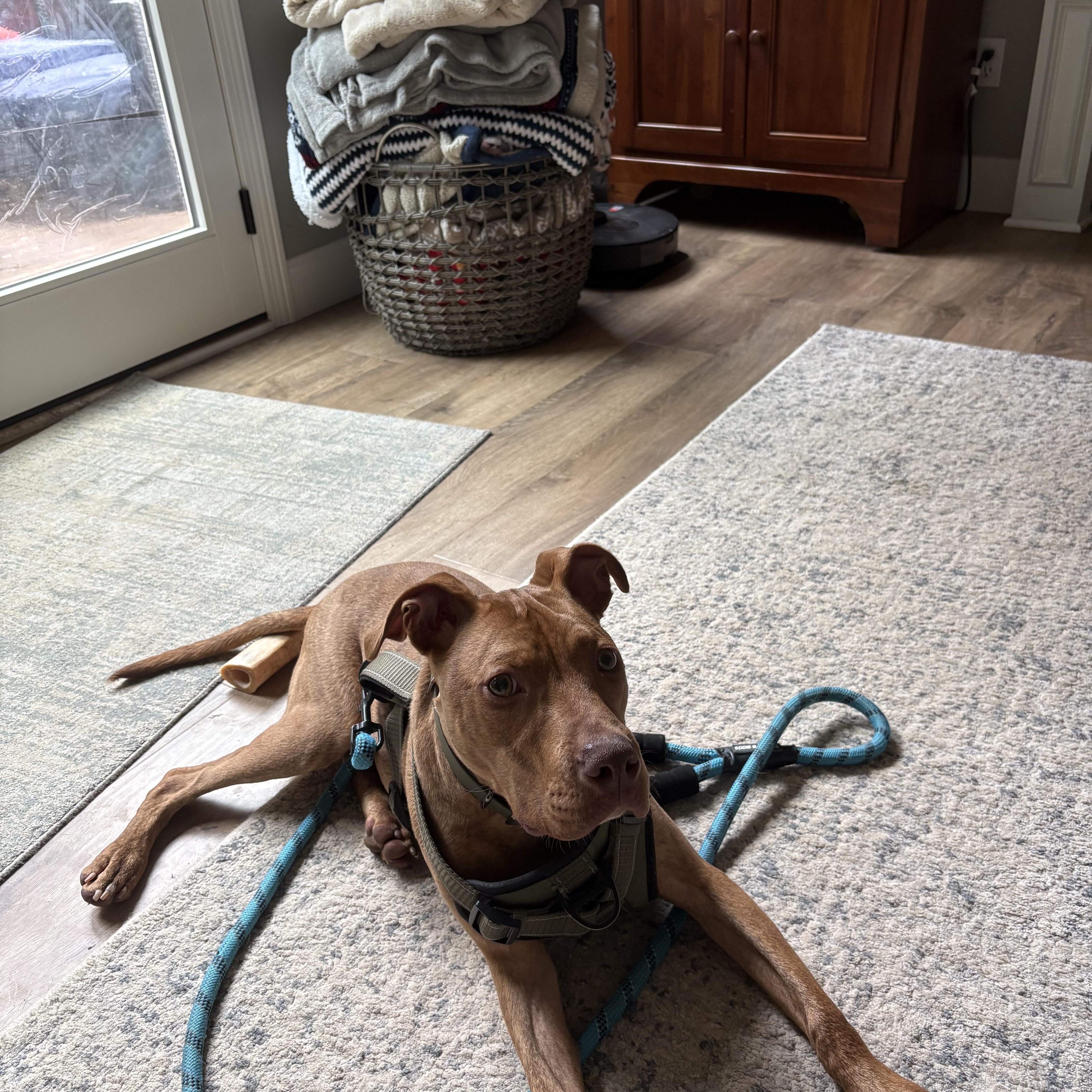 Enzo, a ADOPTABLE Pit Bull Terrier in Kansas City, MO image 5/5