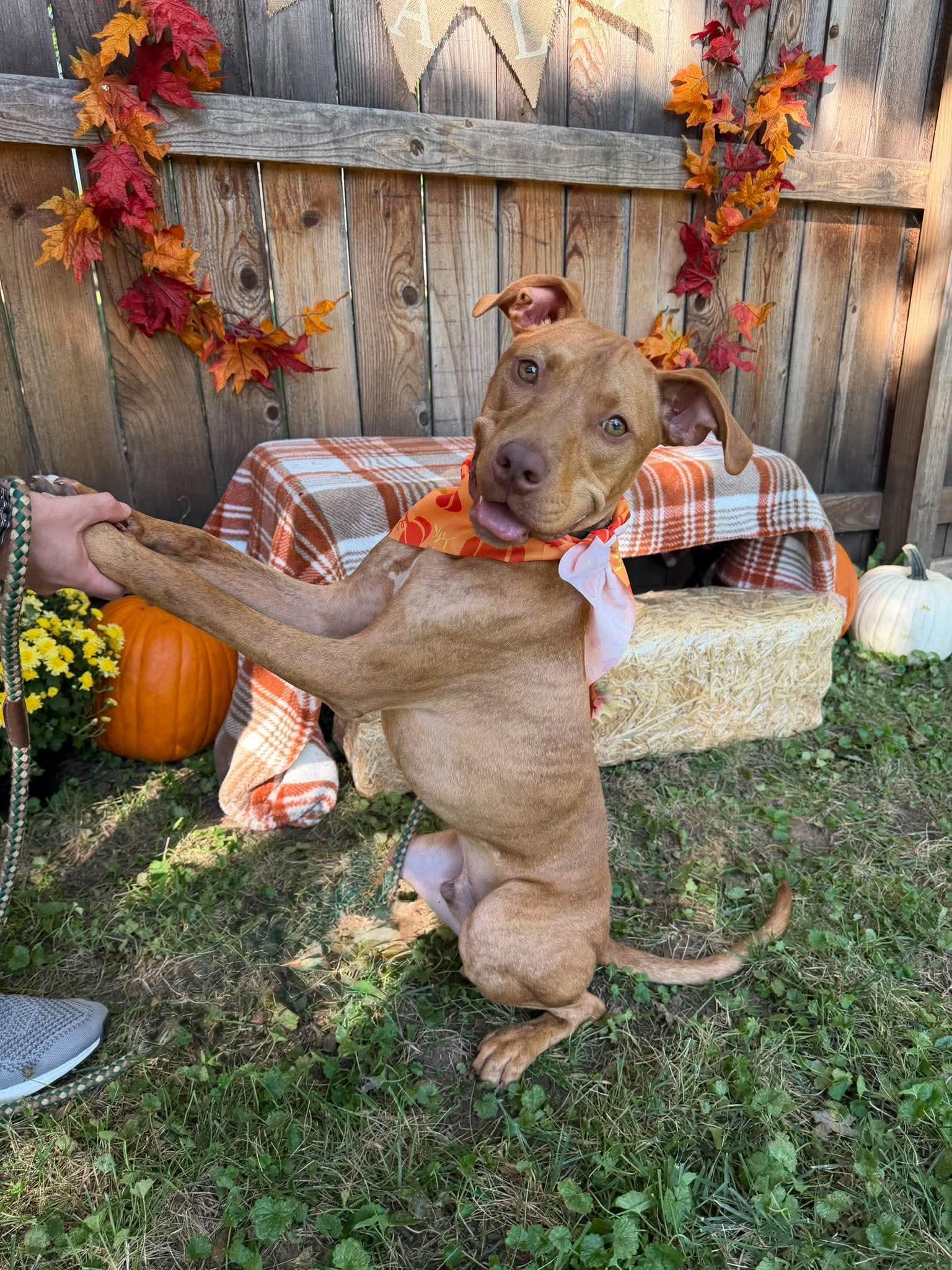 Enlarge Enzo, a Adoptable Pit Bull Terrier in Kansas City, MO image 3/6