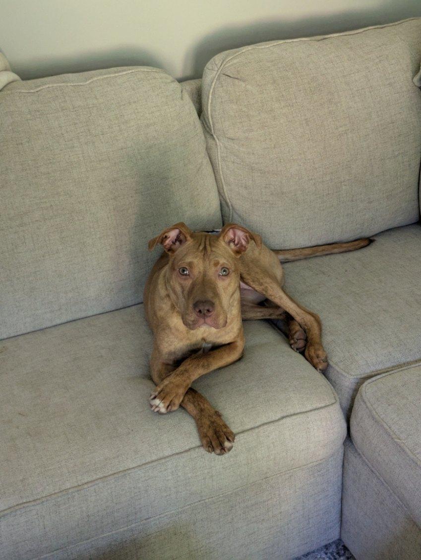 Enzo, ADOPTABLE, Puppy Male Pit Bull Terrier.
