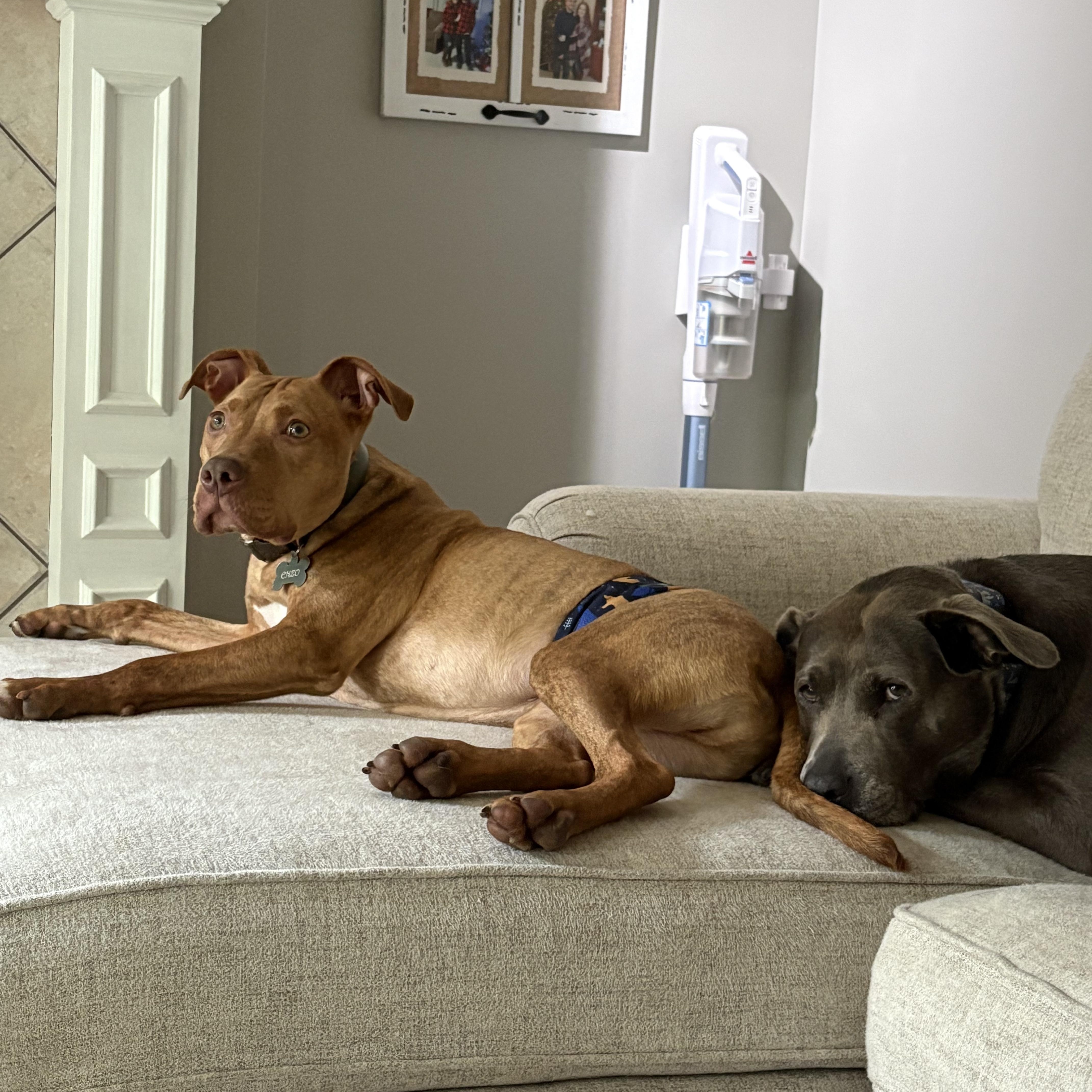 Enzo, a ADOPTABLE Pit Bull Terrier in Kansas City, MO image 2/5