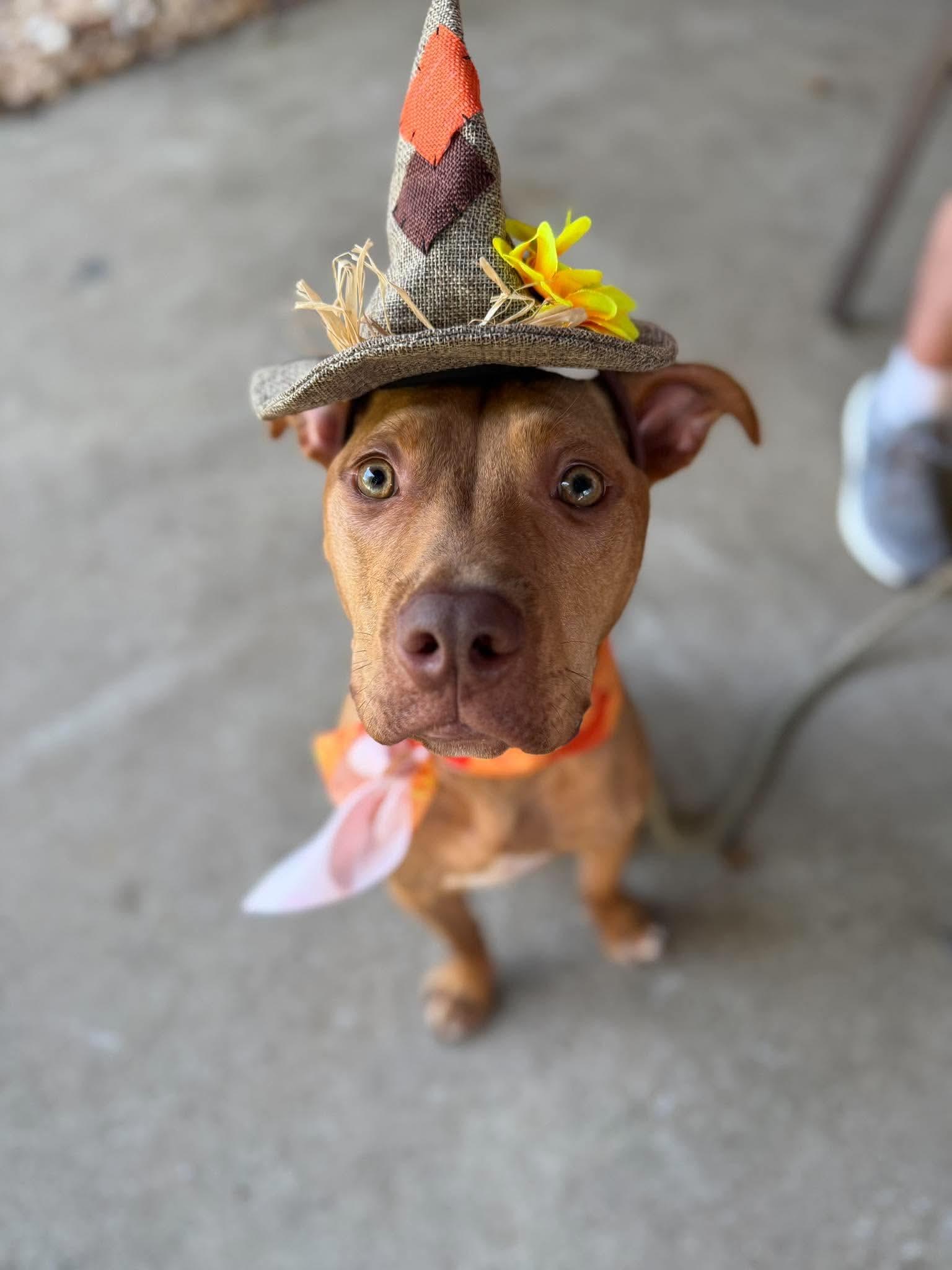 Enlarge Enzo, a Adoptable Pit Bull Terrier in Kansas City, MO image 4/6