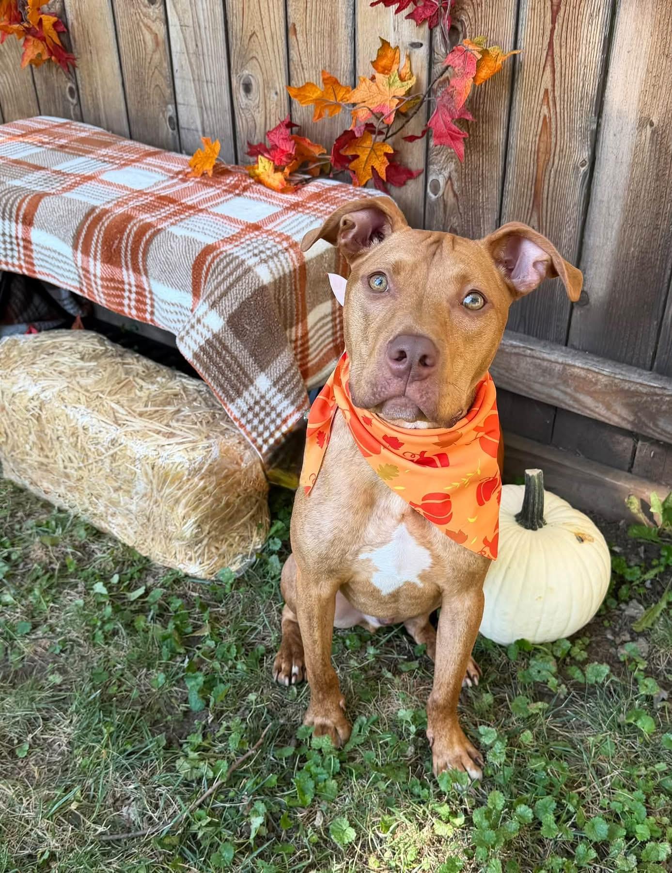 Enlarge Enzo, a Adoptable Pit Bull Terrier in Kansas City, MO image 1/6