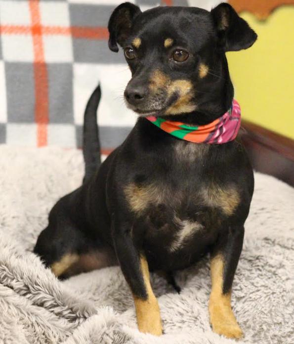 Enlarge Olive in TX, a Adoptable Chihuahua in Cranston, RI image 1/3