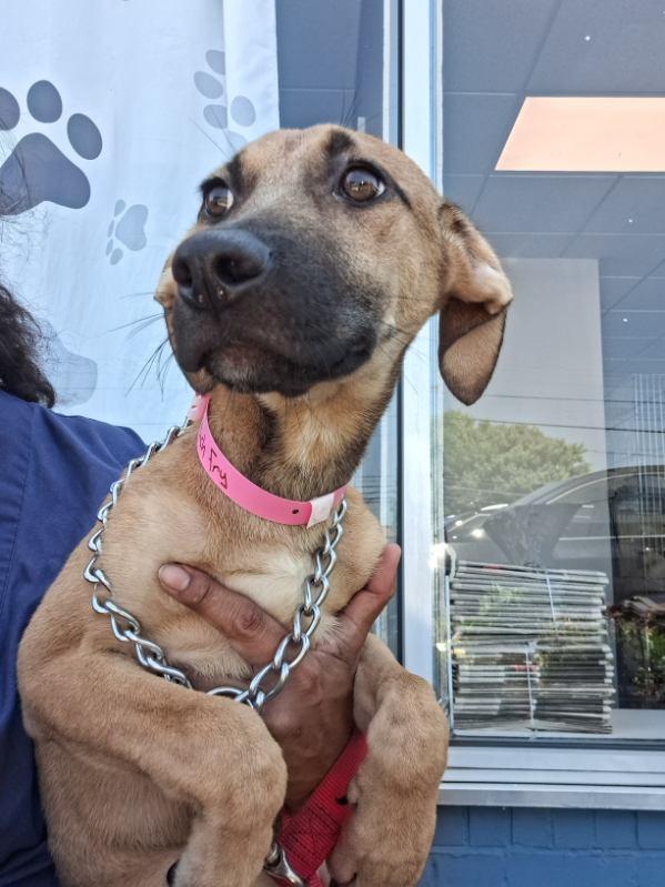 Enlarge French fry, a ADOPTABLE mixed breed in Parma, OH image 2/2