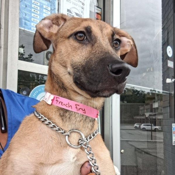 French fry, ADOPTABLE, Puppy Female Shepherd.