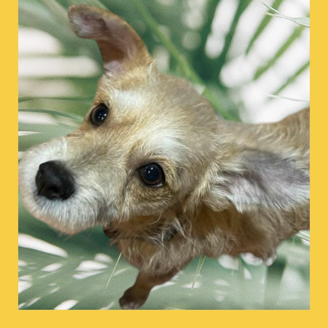 Dog for adoption Charlie, a Terrier Mix in Beckley, WV Petfinder