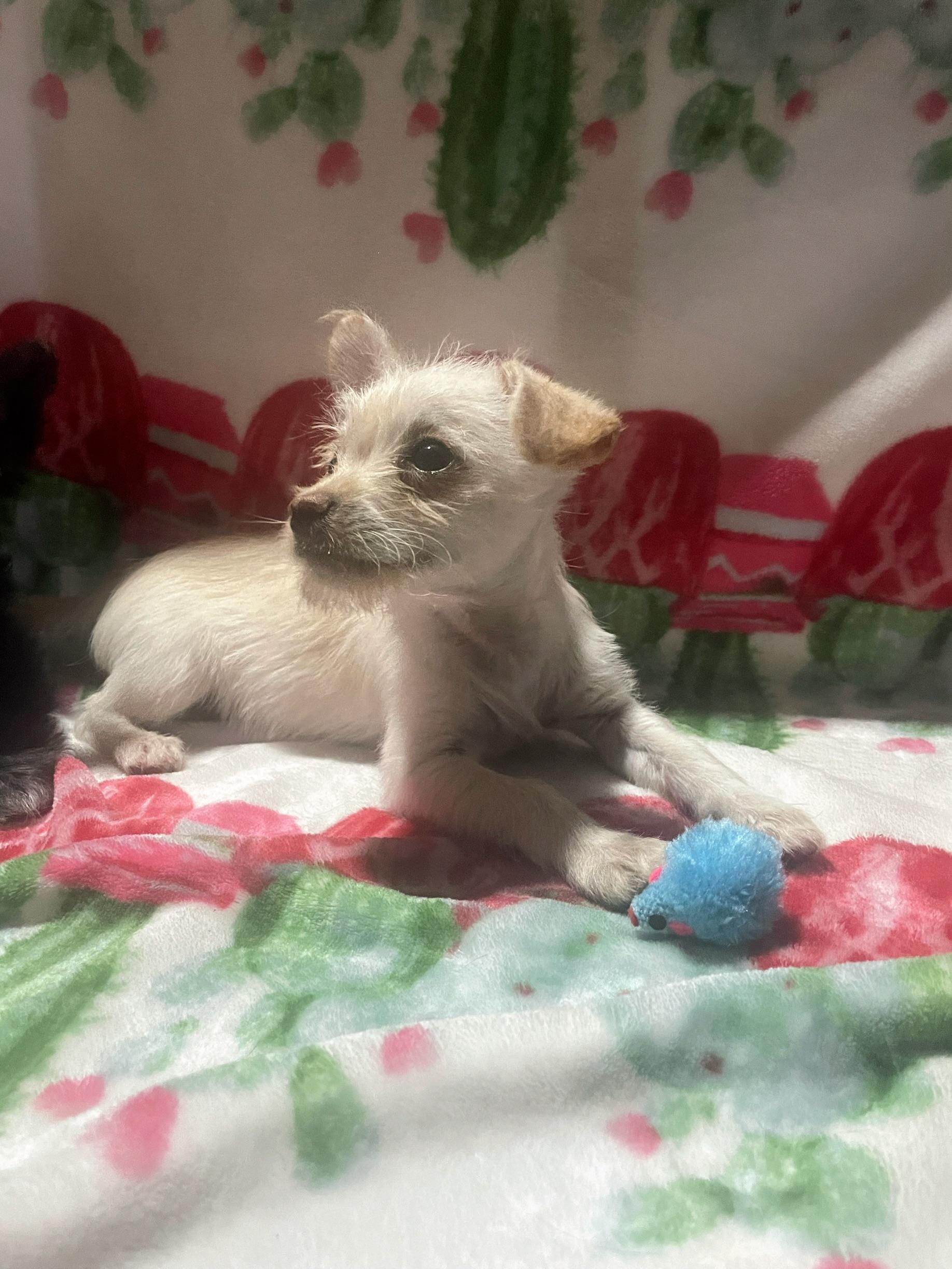 Zeke, Adopted, Puppy Male Chihuahua & Terrier.