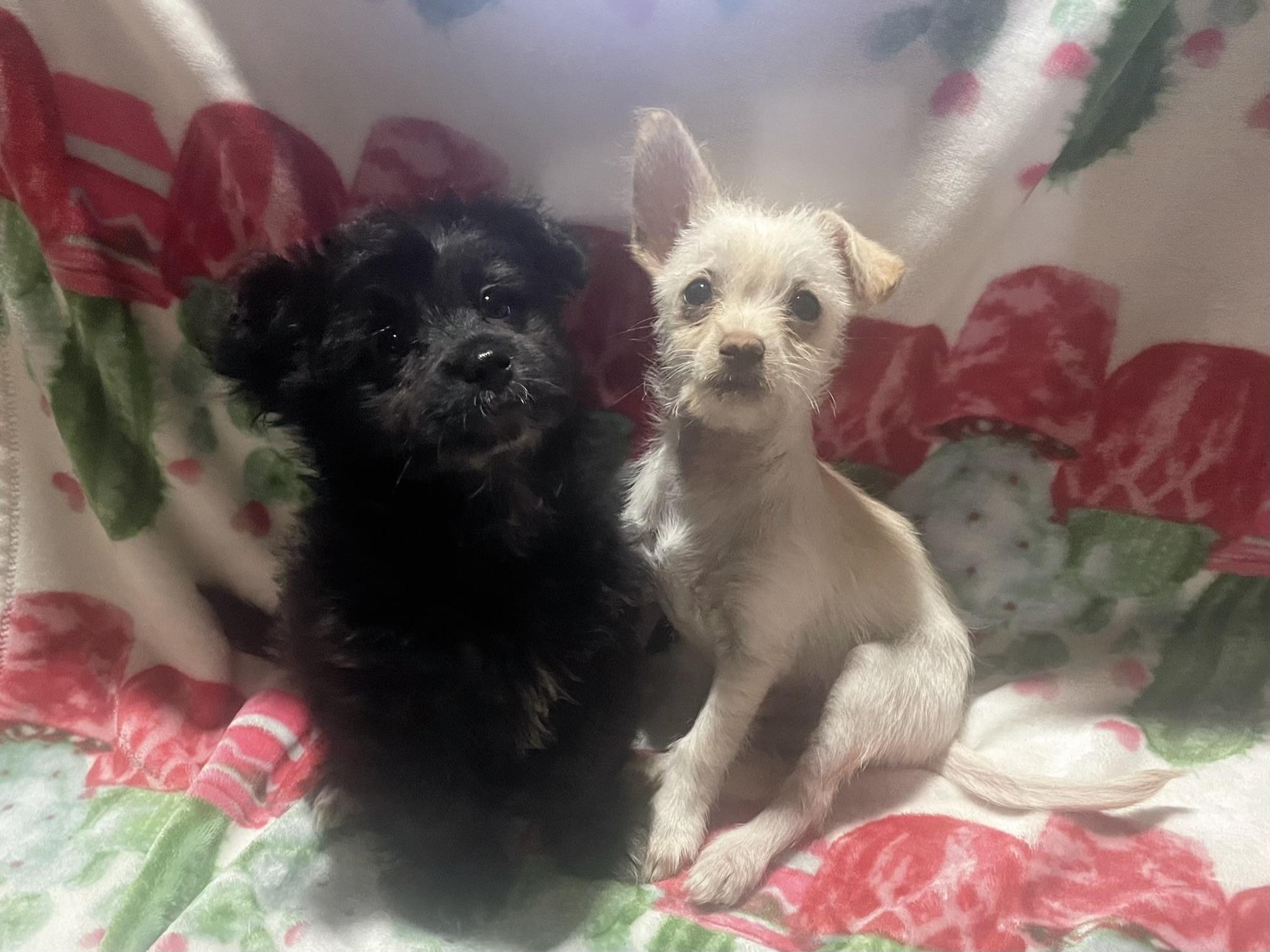 Zeke, a Adopted mixed breed in Goodyear, AZ image 2/4