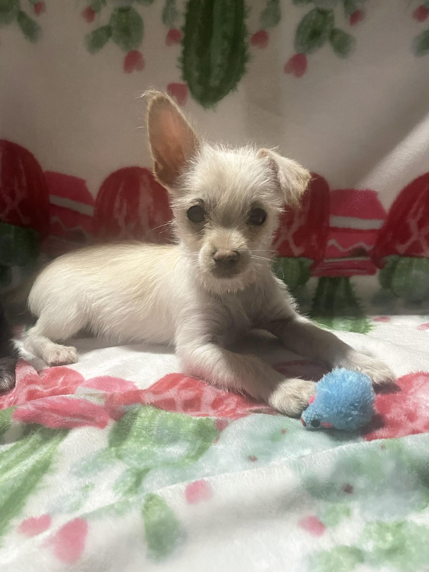 Zeke, a Adopted mixed breed in Goodyear, AZ image 3/4
