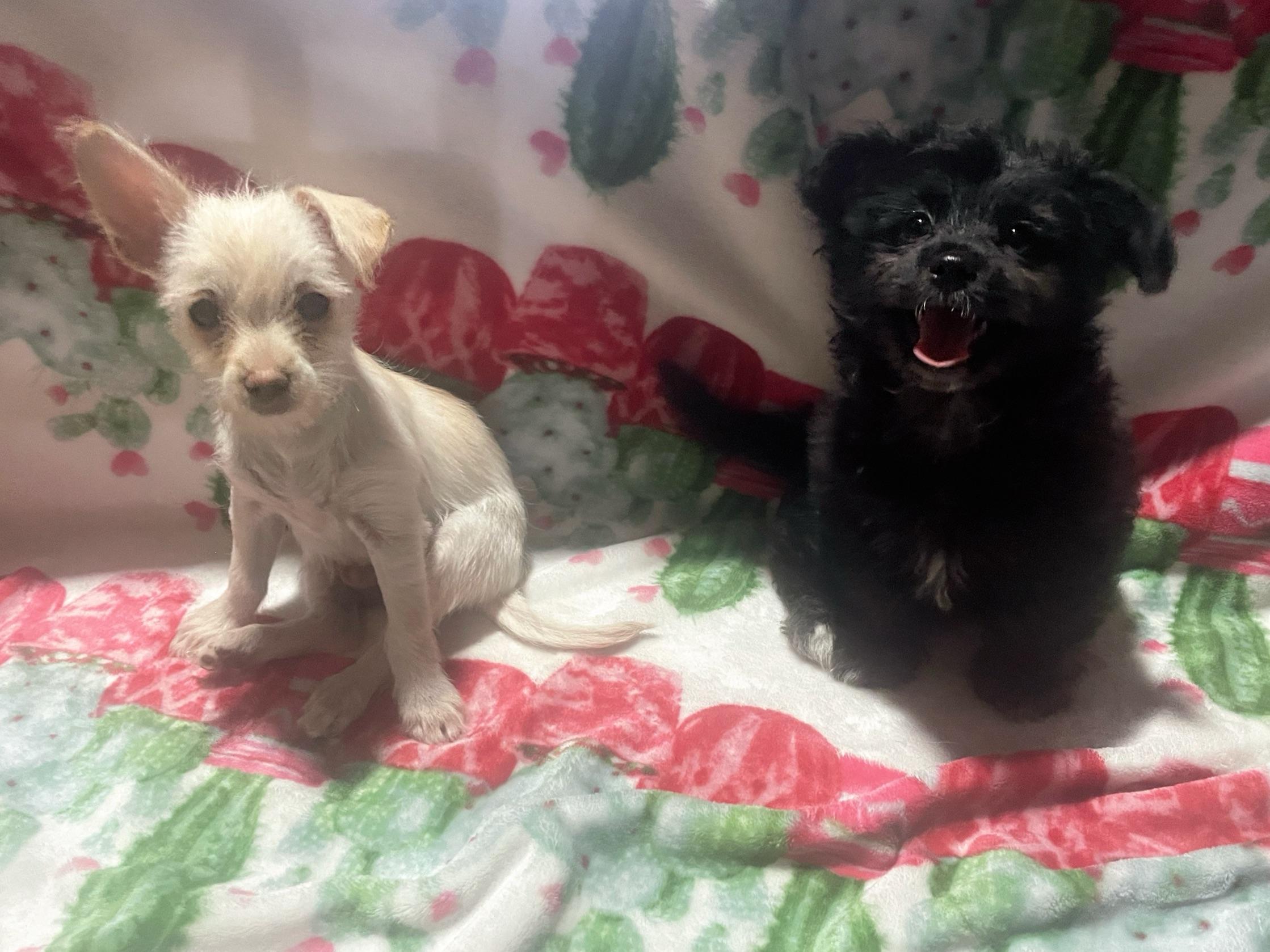 Zeke, a Adopted mixed breed in Goodyear, AZ image 4/4