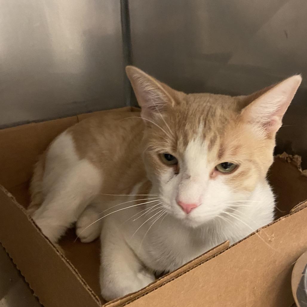 Sulley, Adoptable, Young Male Domestic Short Hair.