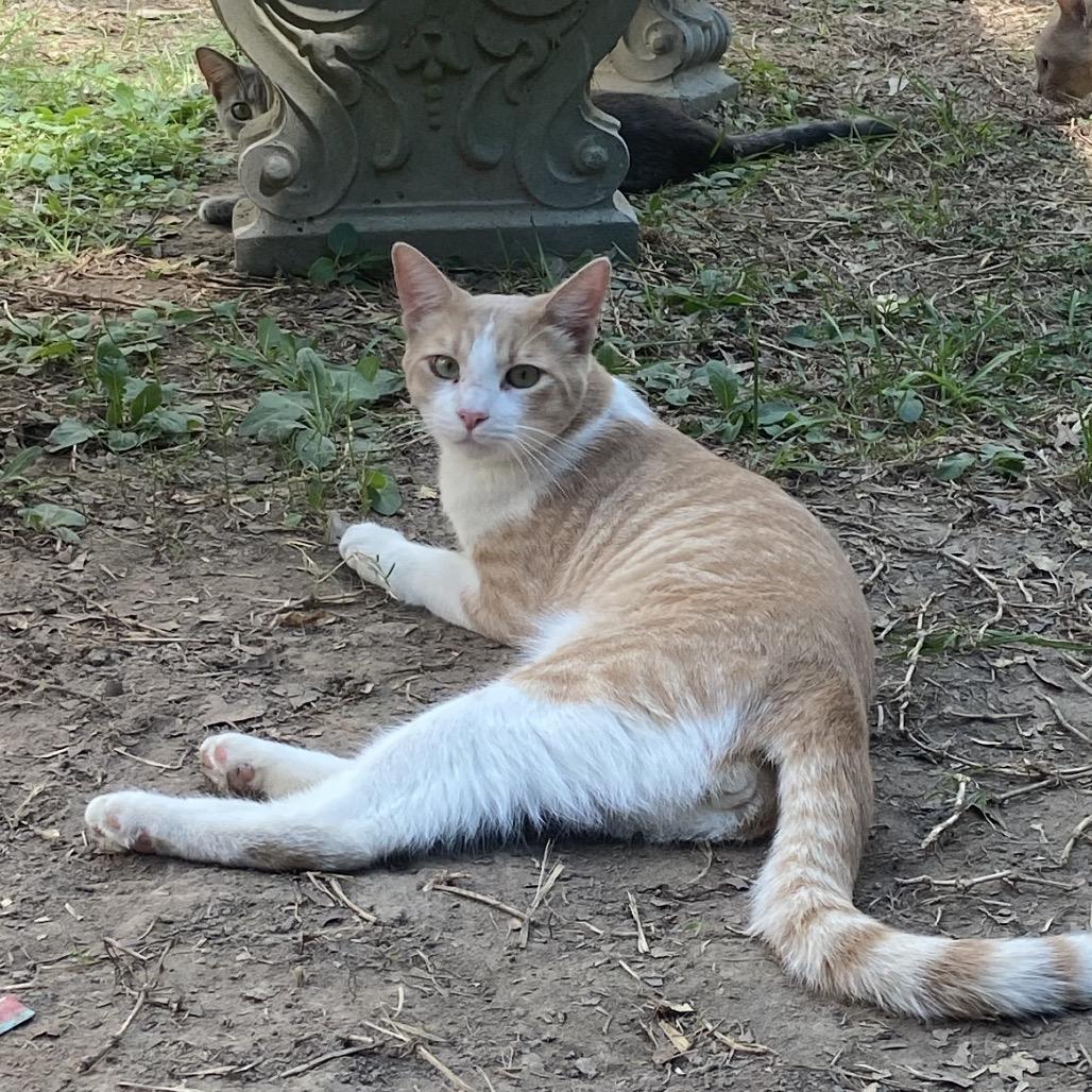 Enlarge Sulley, a Adoptable Domestic Short Hair in Monroe, LA image 2/2